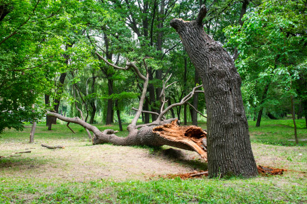 Reliable Peoria, IL Tree Removal Services Solutions