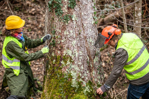 Best Tree Preservation Services  in Peoria, IL