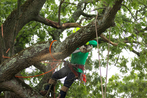 Best Stump Grinding and Removal  in Peoria, IL