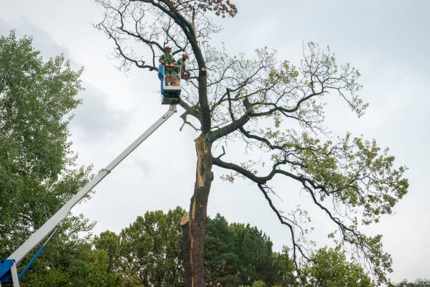 Best Hazardous Tree Removal  in Peoria, IL