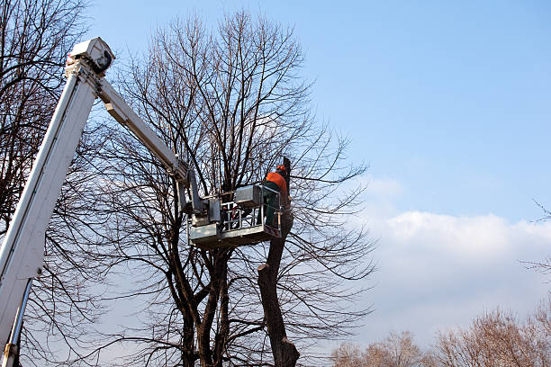 Best Lot and Land Clearing  in Peoria, IL