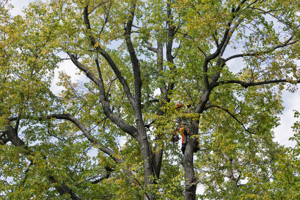 Best Tree Risk Assessment  in Peoria, IL